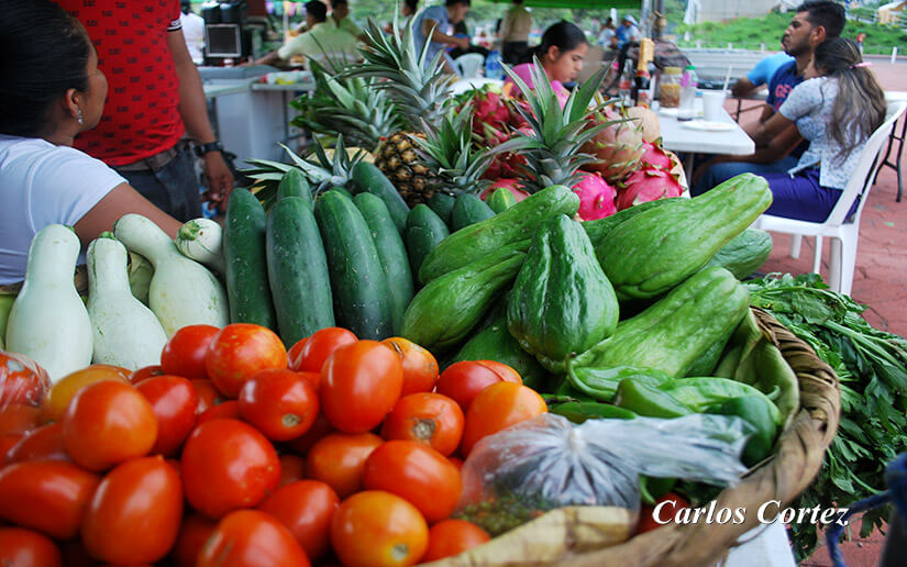 produccion-cosecha-nicaragua