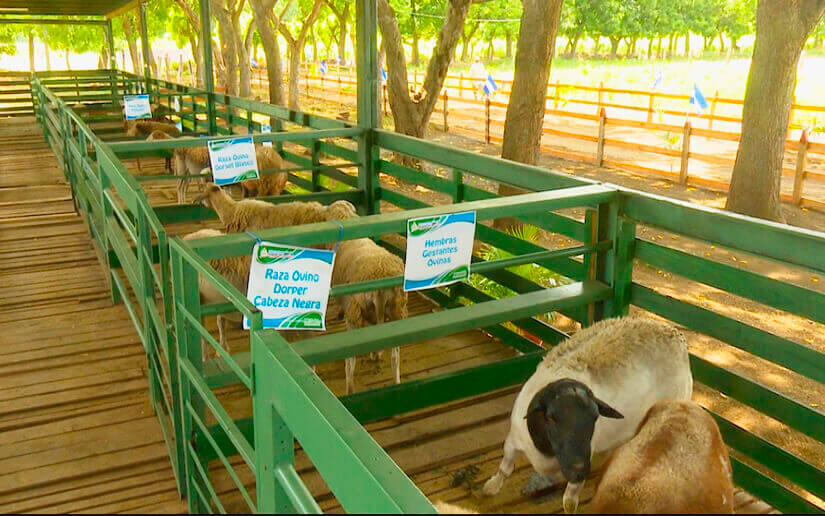 inauguracion-granja-investigacion-innovacion-ovinos-caprinos-nicaragua