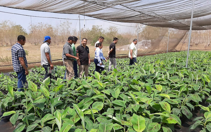 mision-tecnica-taiwan-vitroplantas-de-platano-chinandega