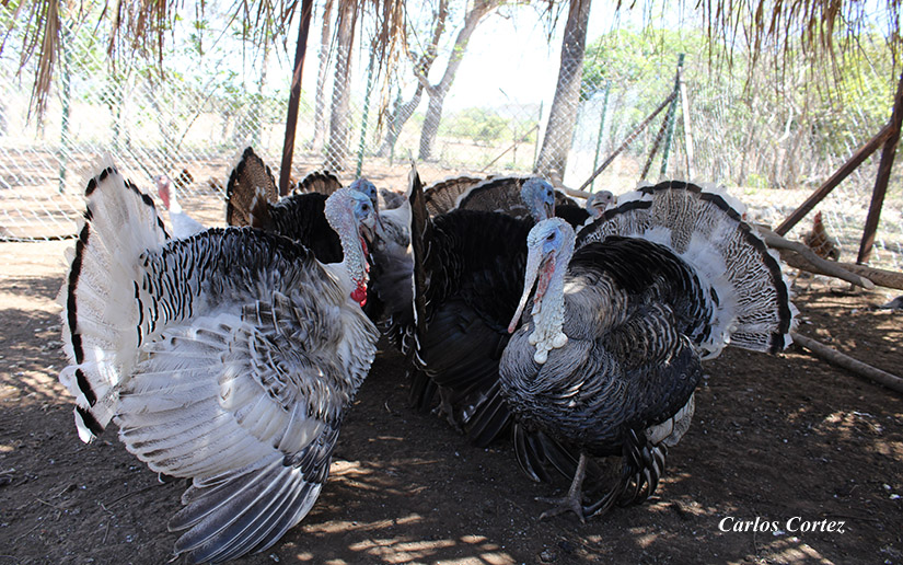 granja-carazo