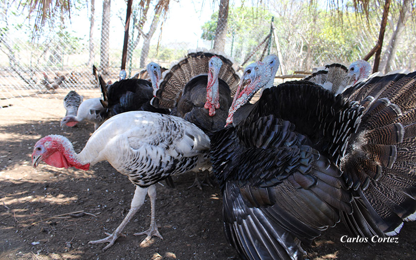 granja-carazo