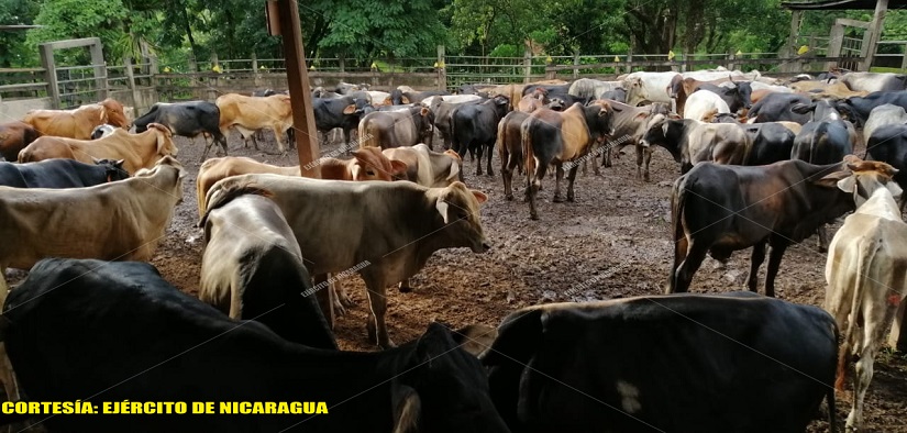 ganado2