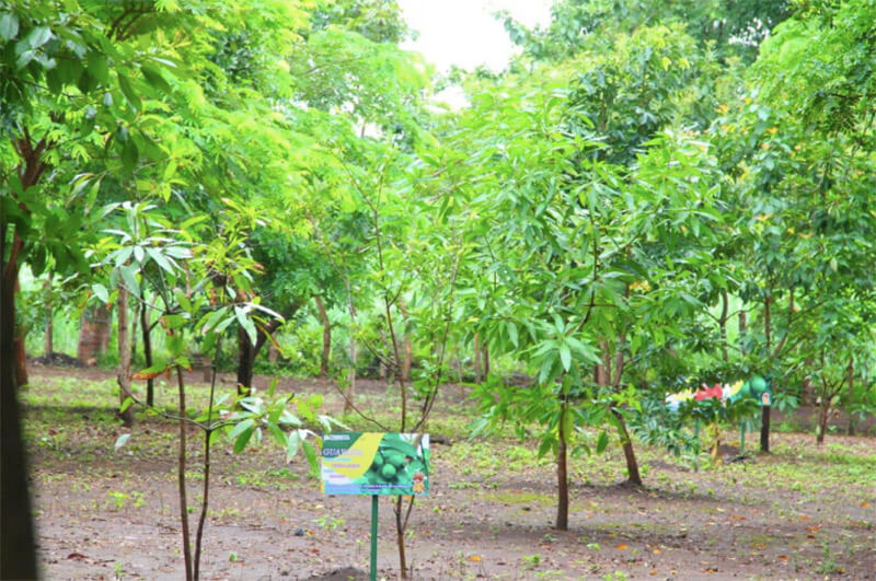 arboreto-municipal-rivas