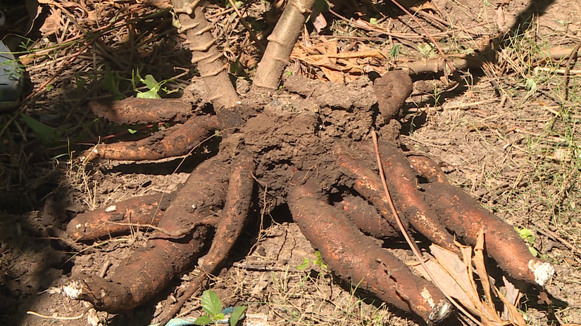 YUCA-MANUAL-SIEMBRA