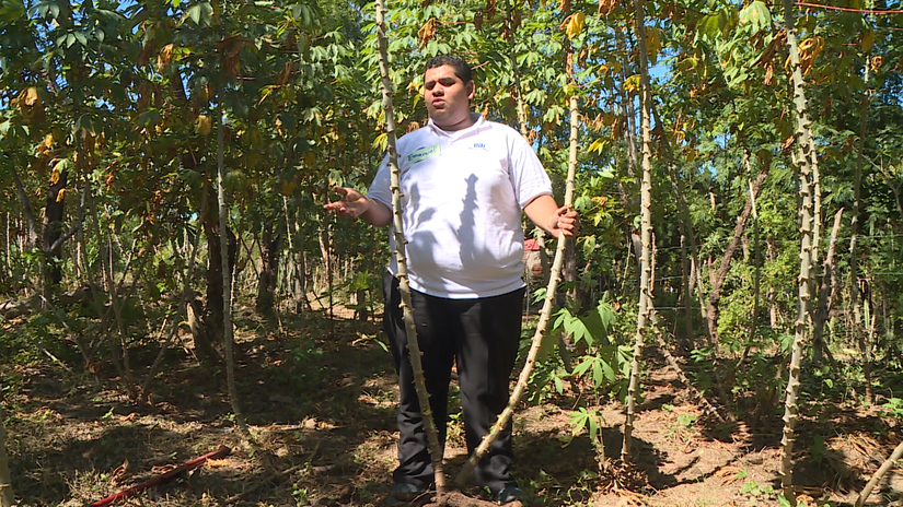 YUCA-MANUAL-SIEMBRA