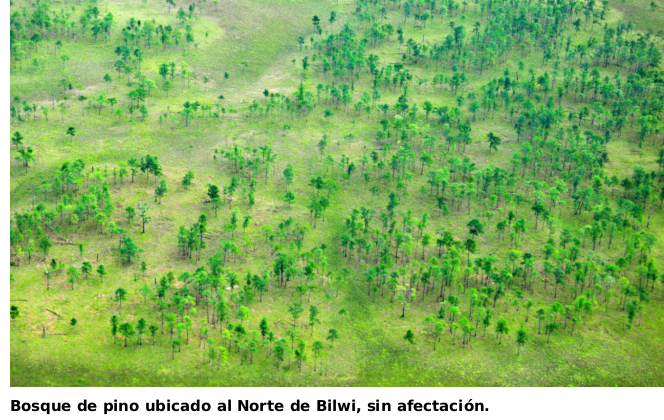 inafor-sobrevuelo-bosques