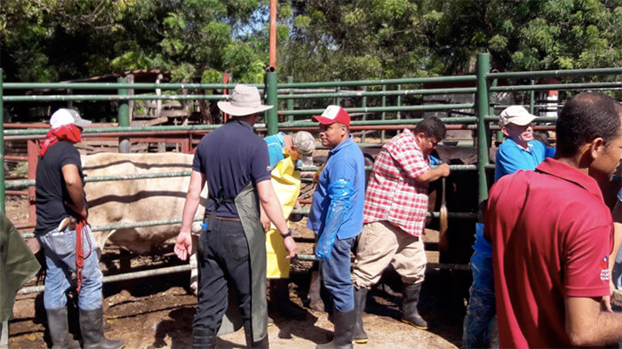 curso-inseminacion-artificial-ganado-