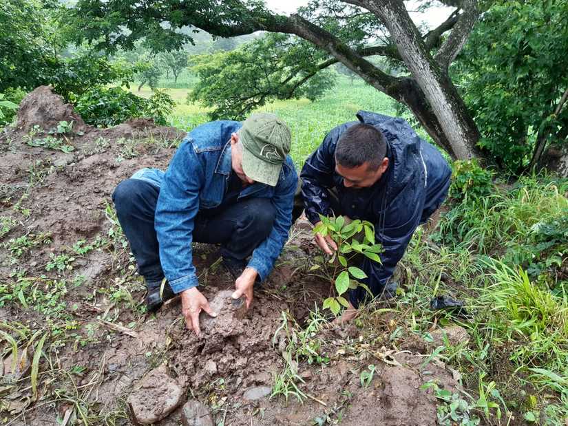 reforestacion-san-dionisio