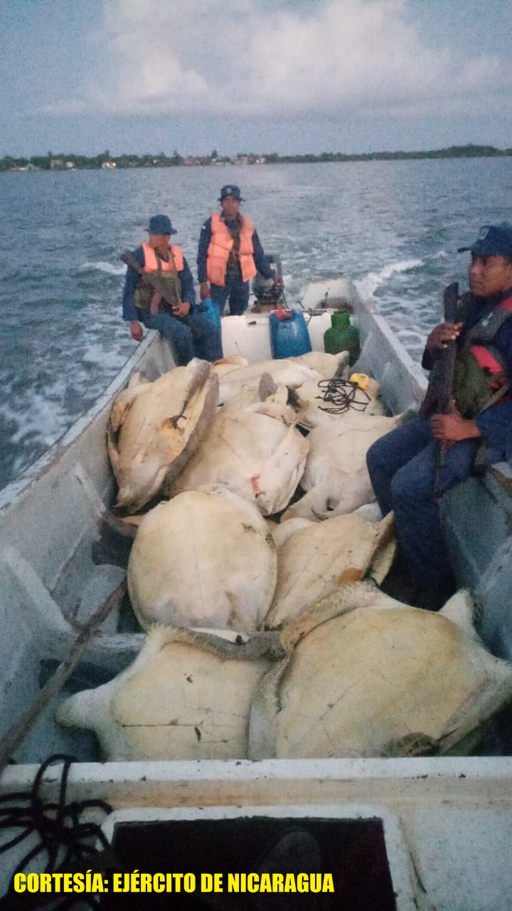 tortugas