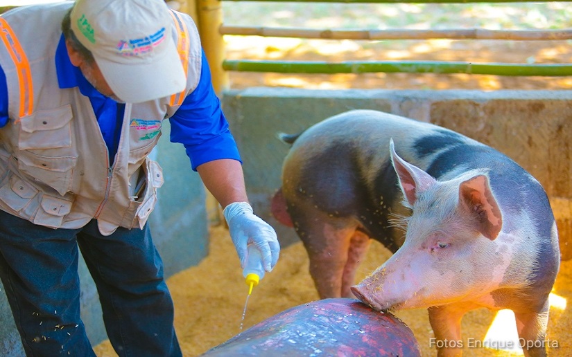 inauguran-nueva-granja-porcina-en-nicaragua-
