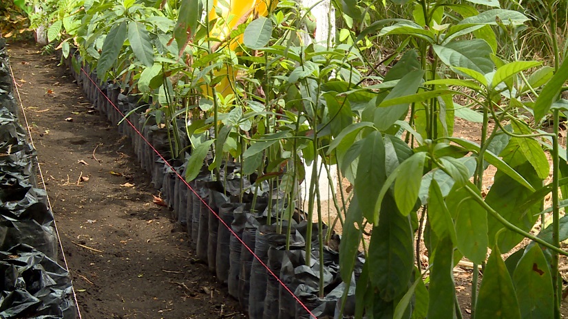VIVERO2