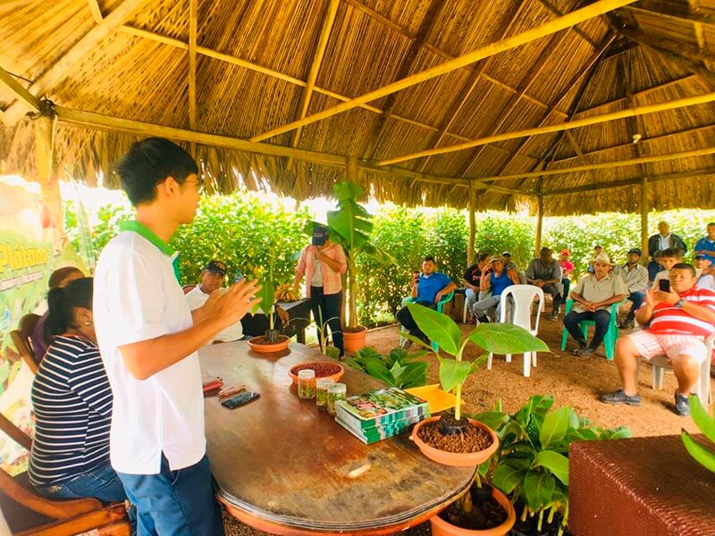 parcelas-demostrativas-platano-caribe-nicaragua-