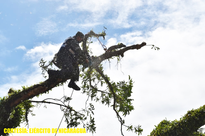 arboles