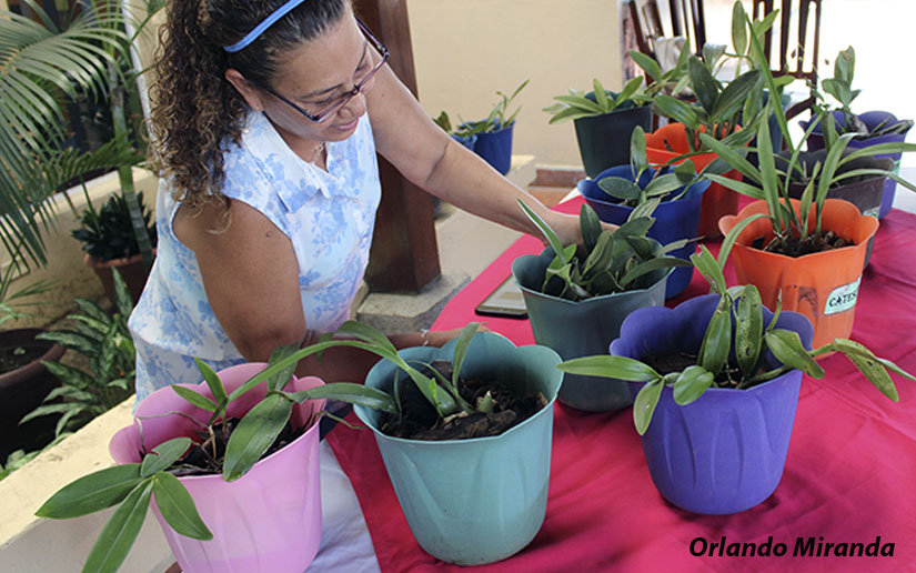 orquideas