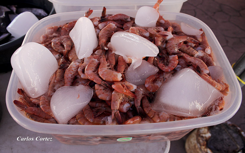 INPESCA