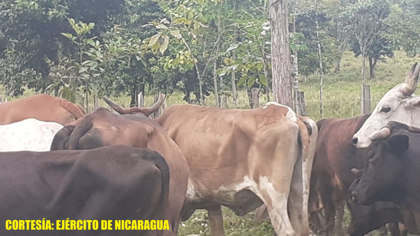 ejercito-semovientes