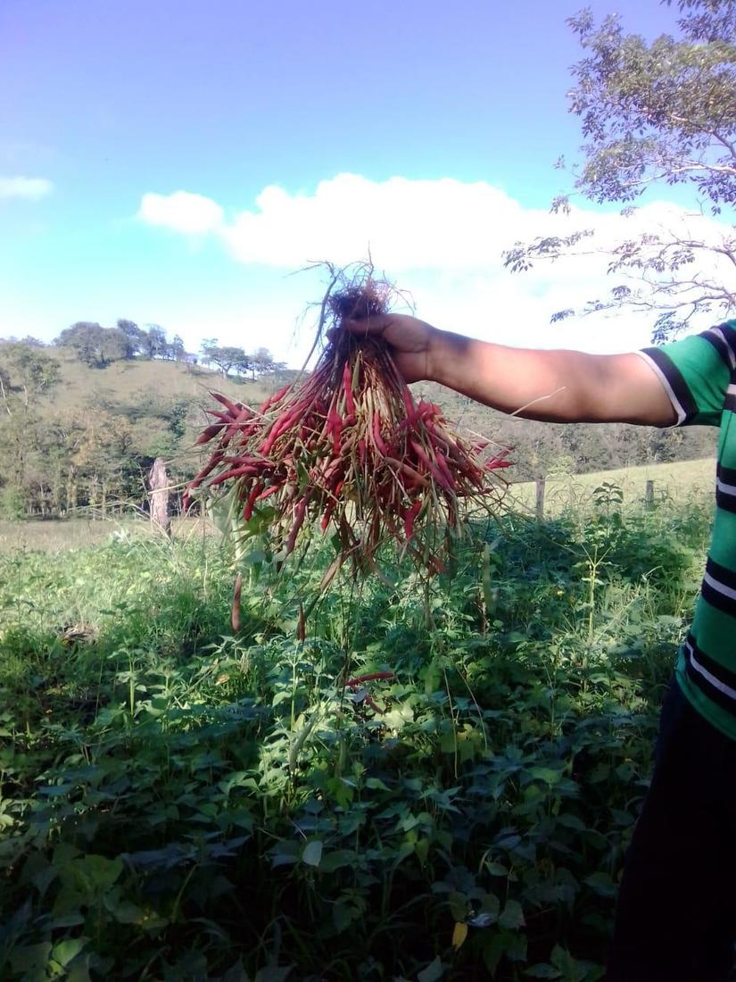 cosecha-frijoles