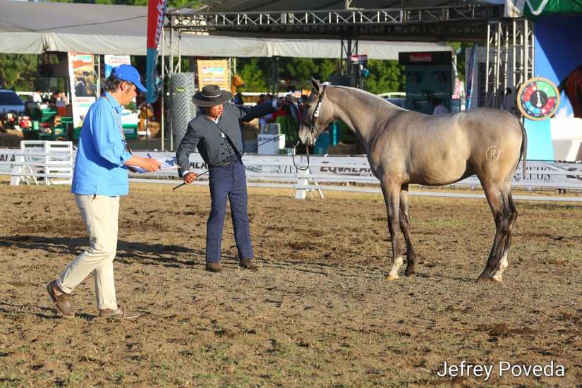 caballos-granada