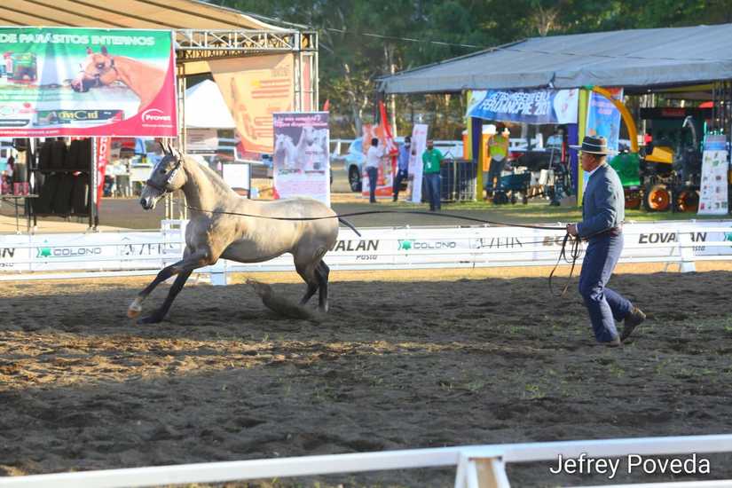 caballos-granada