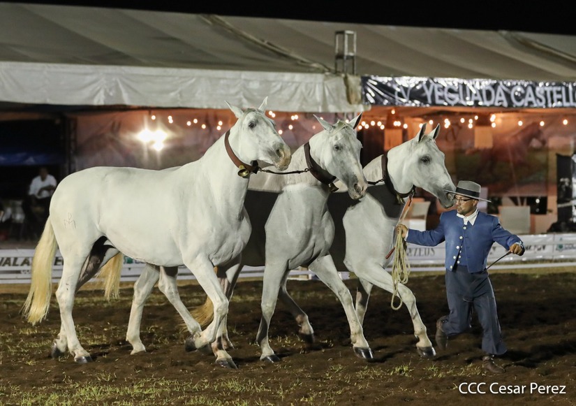 caballos