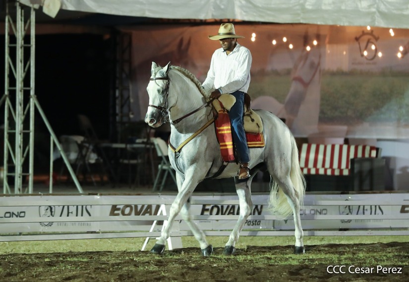 caballos