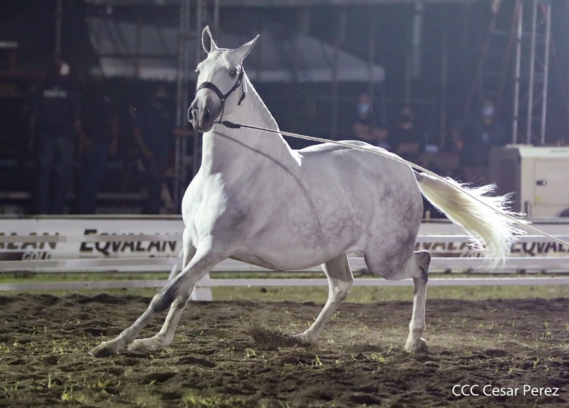 caballos