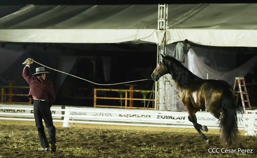 caballos