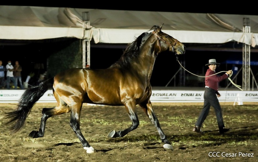 caballos