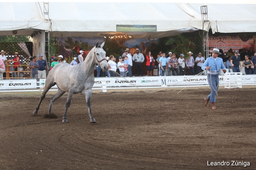 caballos