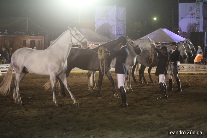caballos