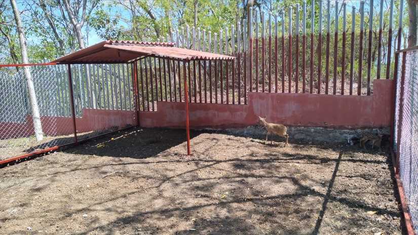 venado