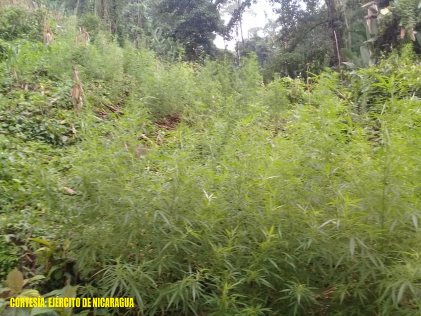 marihuana