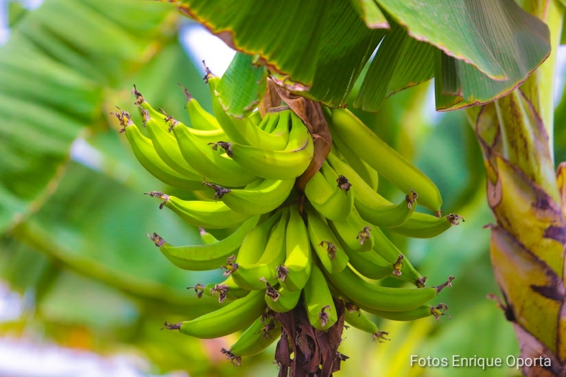 platano