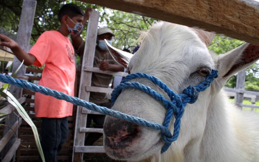 cabras