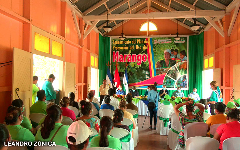 marango
