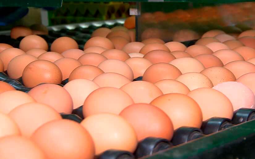 HUEVOS