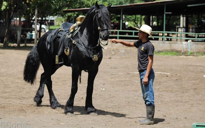 caballos