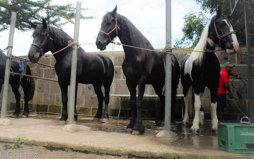 caballos