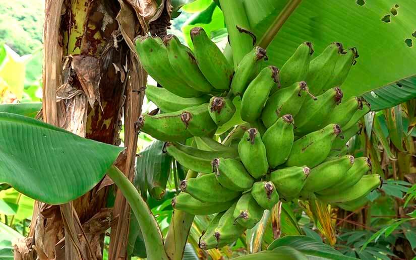 RIVAS