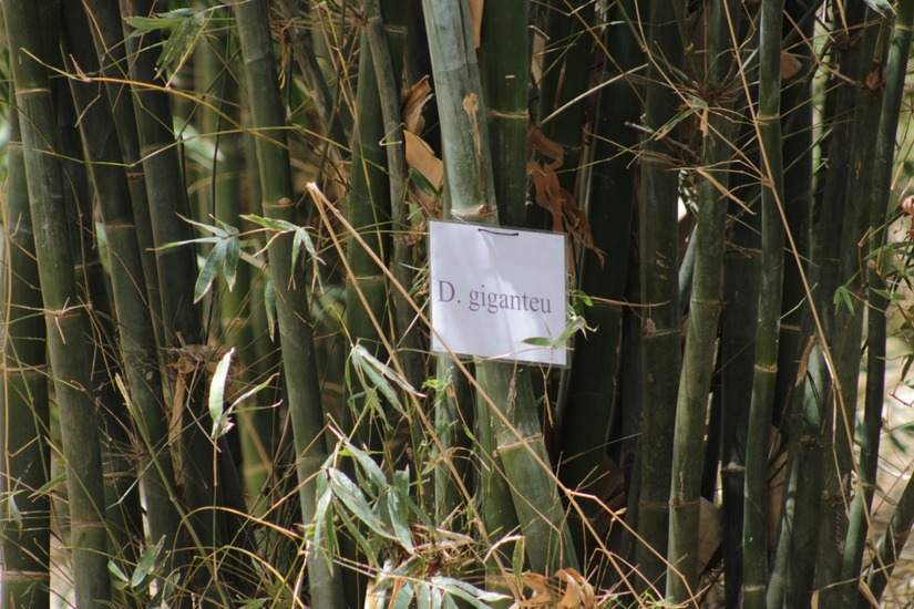 BAMBU