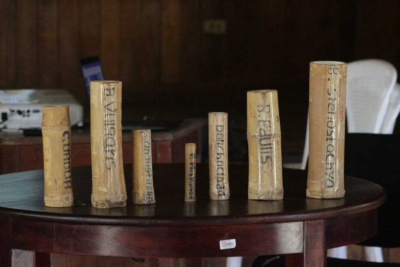 BAMBU