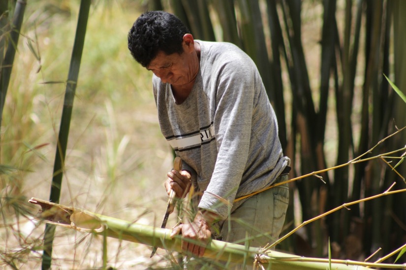 BAMBU