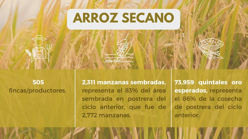 CONSECHA