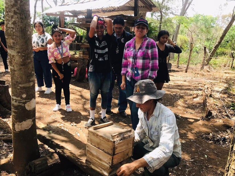 abejas