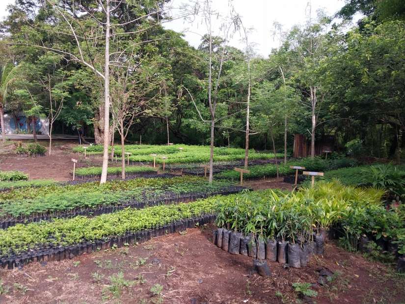 VIVERO