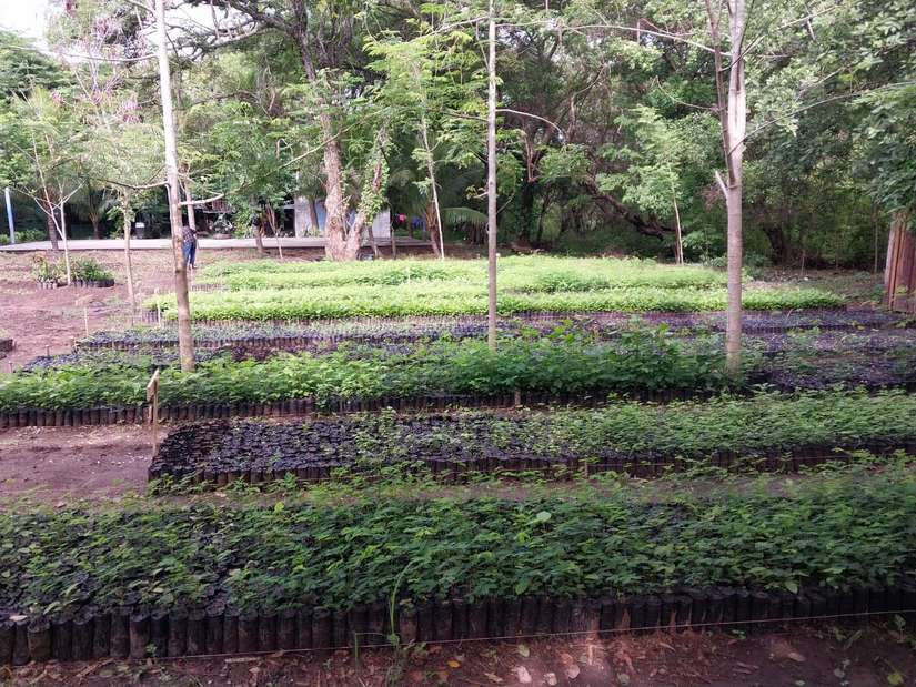 VIVERO