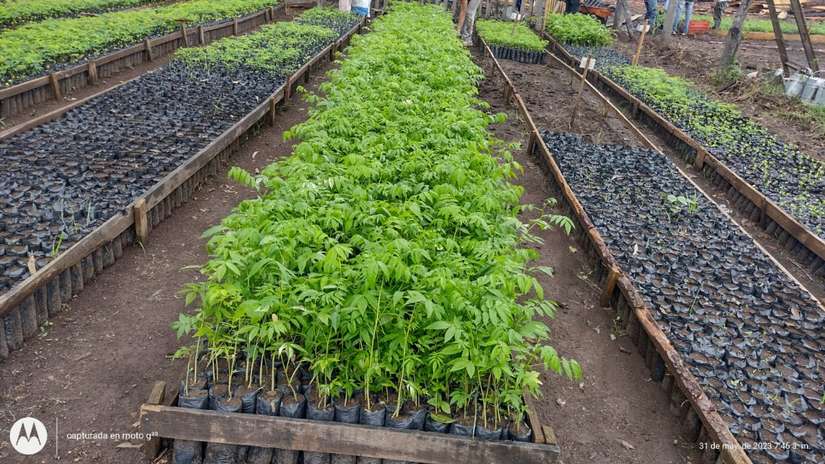 VIVERO