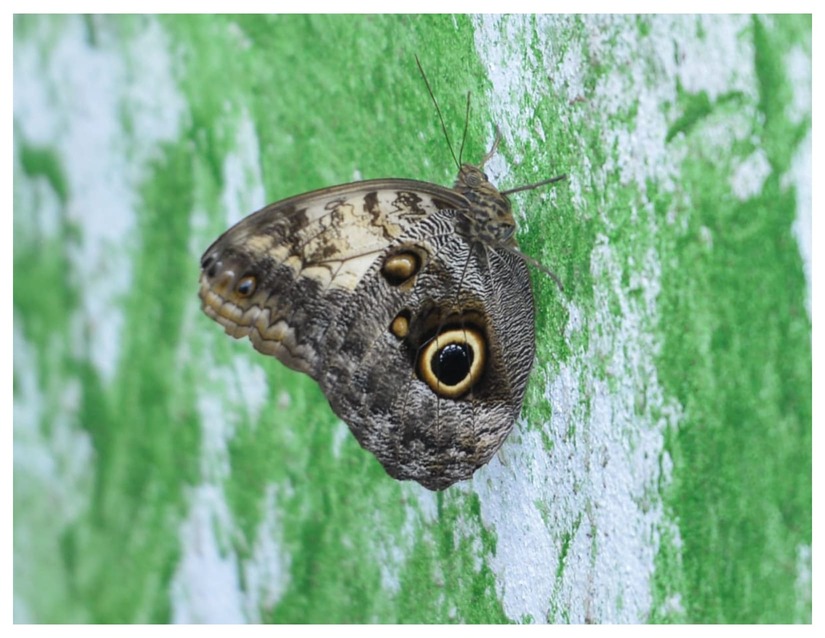MARIPOSAS