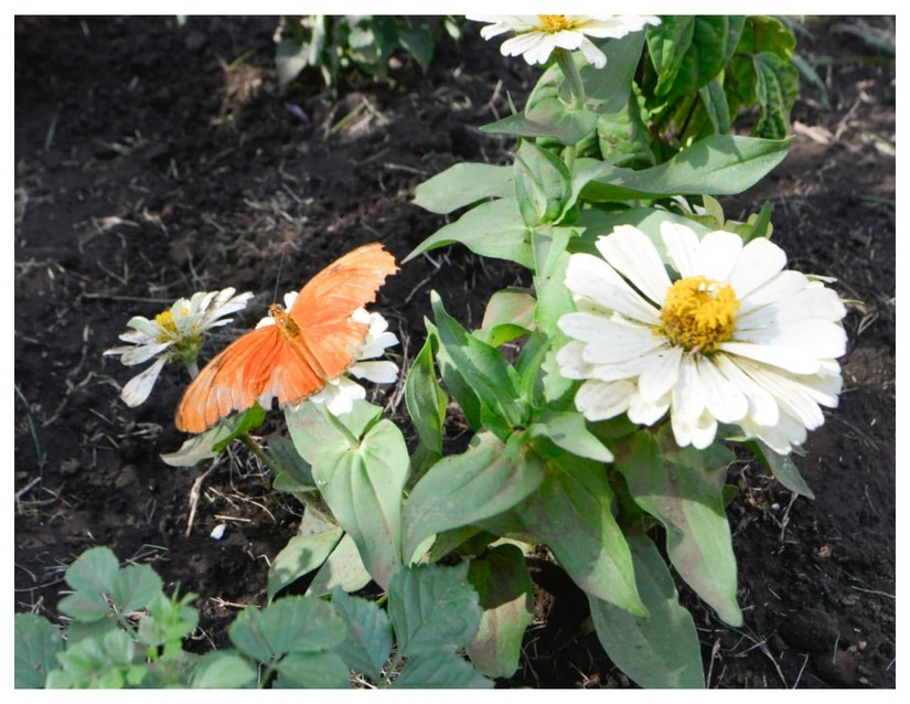 MARIPOSAS