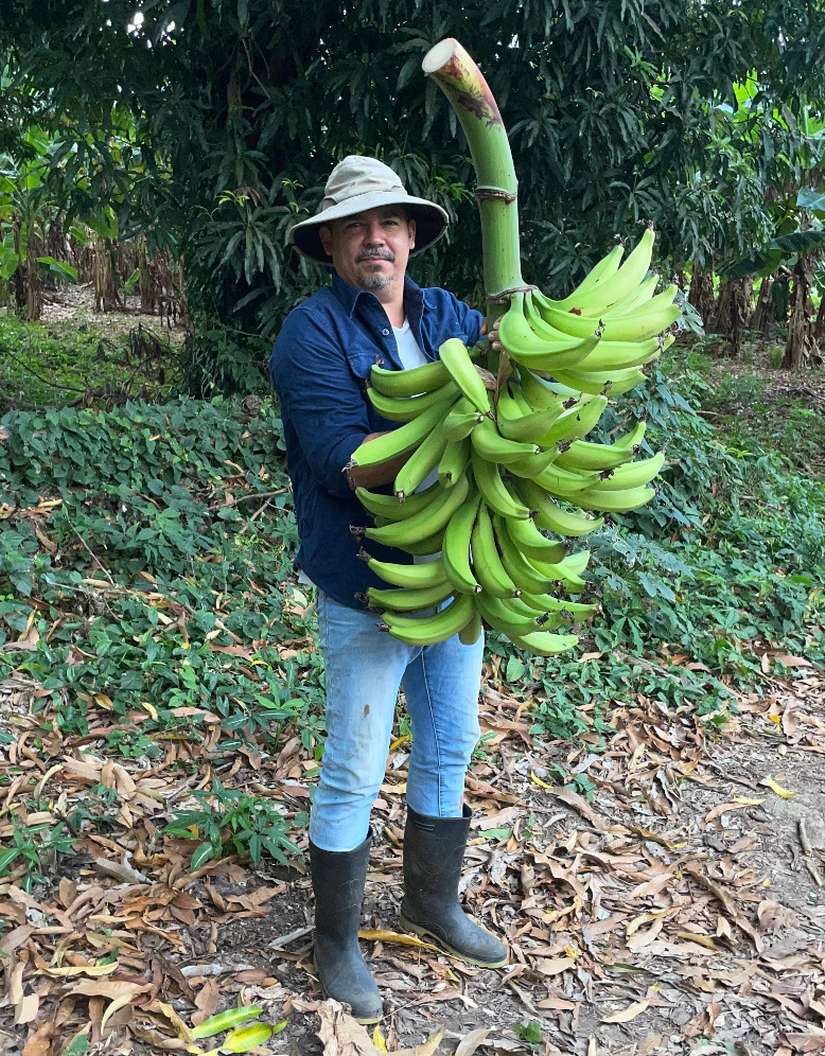 PLATANO2